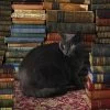Cobble Hill Kat Tussen De Boeken - 1000 Stukjes -online speelgoedwinkel! cobble hill kat tussen de boeken 1000 stukjes