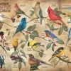 Cobble Hill Vogels In De Achtertuin - Puzzel Van 1000 Stukjes