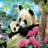 Educa Panda's - Legpuzzel Van 1000 Stukjes -online speelgoedwinkel! educa pandas legpuzzel van 1000 stukjes