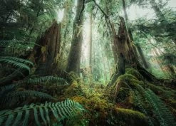 Ravensburger In Het Bos - Nature Edition - Puzzel Van 1000 Stukjes -online speelgoedwinkel! ravensburger in het bos nature edition puzzel van 1