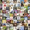 Ravensburger Licht Beschadigd - 99 Katten - Puzzel Van 1500 Stukjes 2 Ravensburger Licht Beschadigd - 99 Katten - Puzzel Van 1500 Stukjes -online speelgoedwinkel! ravensburger licht beschadigd 99 katten puzzel van