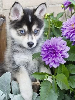 Ravensburger Schattige Husky - Puzzel Van 500 XXL Stukjes