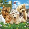 SUNSOUT Pups N Kittens - Legpuzzel Van 300 XXL Stukjes -online speelgoedwinkel! sunsout pups n kittens legpuzzel van 300 xxl stukj
